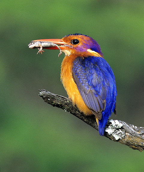Pygmy Kingfisher with prey